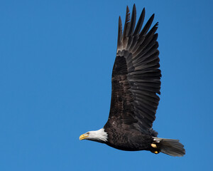 american bald eagle