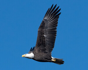 bald eagle in flight