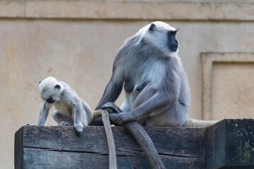 Affe mit Baby im Zoo