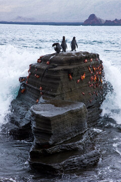 Ecuador. Parque Nacional de las Islas Galapagos. Ping&uuml;inos de Galapagos (Spheniscus mendiculus) y zapayas (Grapsus grapsus).