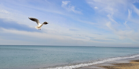 a seagull makes a planning landing on the surface of the sea