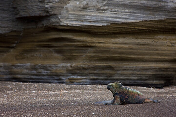 Ecuador. Parque Nacional de las Islas Galapagos. Iguana marina(Amblyrhynchus cristatus).
