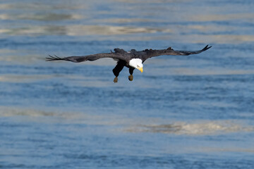 eagle in flight