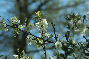 white blooming cherry tree, blue sky as background. spring detail	