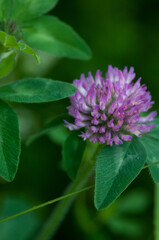 Red Clover Flower