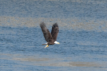 american bald eagle