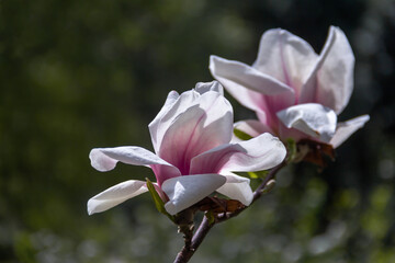 White magnolia flower on a branch.