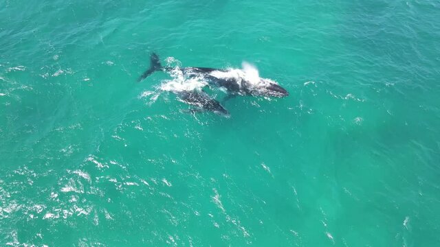 4K One minute Humpback whales swimming mother and baby calf wild life Western Australia aerial