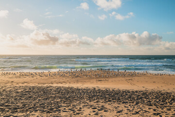 Beautiful seascape and flock of birds on the beach, cloudy sky on background