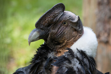 Portrait of andean condor. Condor is the largest flying bird in the world. (Vultur gryphus)