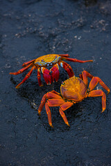 Ecuador. Parque Nacional de las Islas Galapagos. Zayapa (Grapsus grapsus).