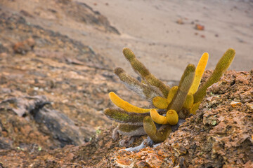 Cactus de lava, Isla Bartolome, Islas Galapagos, Ecuador