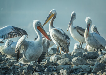 Dalmatian pelican from Kerkini, Greece