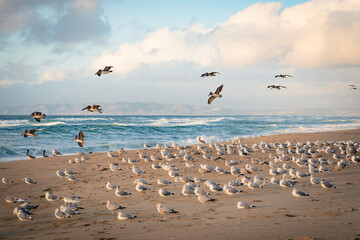 Colony of sea birds on the beach at sunset, brown pelicans and flock of seagulls, California