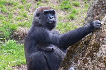 Gorilla
