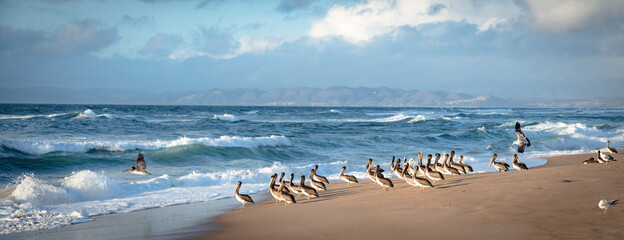 Fototapeta na wymiar Flock of brown pelicans and flock of seagulls on the beach at sunset, panoramic view. Blue sea, mountains, and beautiful cloudy sky on background