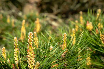 Blooming pine branches in spring.