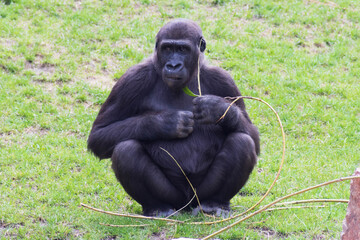 Naklejka premium Gorilla