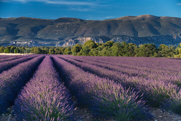 lavendel fields in Provence