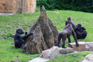 Fototapeta premium Gorillafamilie