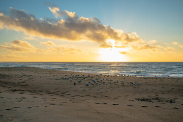 Fototapeta na wymiar Beach at sunset. Beautiful cloudy sky, sun setting down the horizon, and flock of birds on sand beach