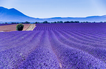 Plakat lavendel fields in Provence
