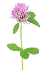 Clover flower on a stem with green leaves isolated on a white background