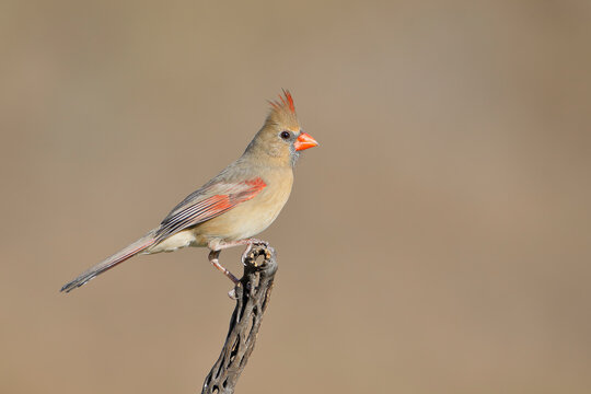 Northern Cardinal (Cardinalis cardinalis) female, South Texas, USA