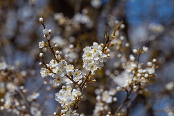 sour cherry tree in generous blossom, macro view of small white aromatic flowers and buds on thin twigs, April spring morning, love nature concept