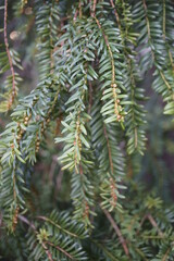 HOJAS VERDES EN LAS RAMAS DEL TEJO (TAXUS BACCATA)