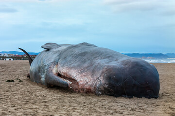 Fototapeta premium A poor sperm whale washed ashore, dead. This happened on the 20th of December 2013 in Valencia, Spain.