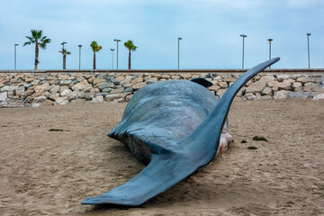 A poor sperm whale washed ashore, dead.
This happened on the 20th of December 2013 in Valencia,...