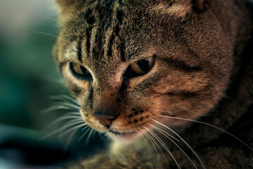 Close up portrait of street cat dark mood