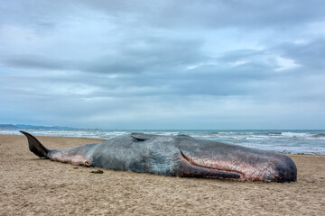 A poor sperm whale washed ashore, dead.
This happened on the 20th of December 2013 in Valencia,...