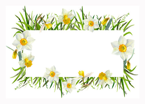 Watercolor frame with narsissus flower and green grass. Spring floral illustration for greeting card, invitation, easter design. Isolated on white. Hand painted