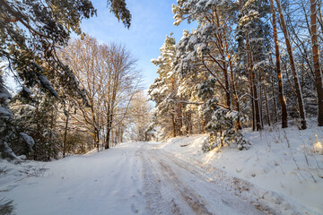 Road at white winter landscape in the forest