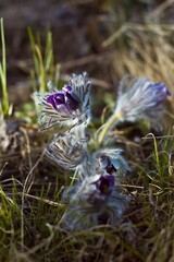 Pasqueflower bright yellow flowers and buds on hairy stems grow from soil, tender inflorescence in warm direct sunlight, popular medicinal herb concept