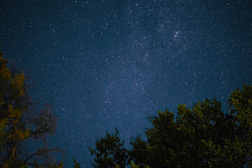 Fototapeta na wymiar Milky Way rises over the pine trees on a foreground Star night over woodland