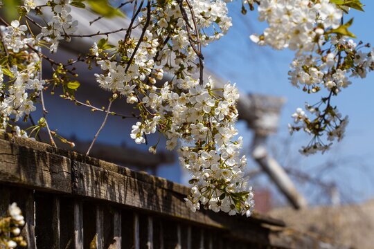 Detail Of Old Country House, Generous Blossom Of Sour Cherry Tree, Warm Pleasant Spring Nature Awakening Sunshine, Spirit Of Home