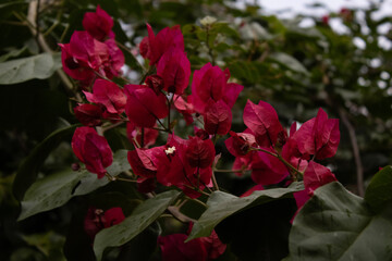 red rose bush