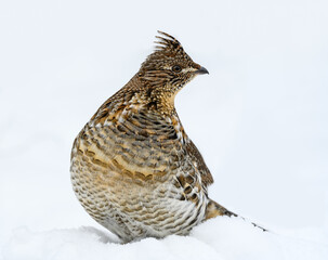 Ruffed Grouse Standing on Snow in Winter, Closeup Portrait