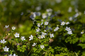many little white flowers and buds with green leaves of unknown species, early spring morning in forest meadow, warm direct sunlight on plants, preserve nature concept