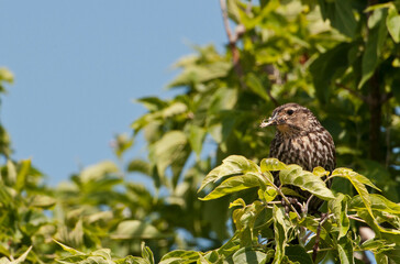 Fototapeta premium Female Red-winged Blackbird with large insect to feed her young in the nest.