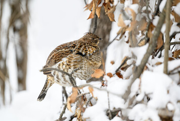 Ruffed Grouse Sitting on Tree Branch Covered in Snow in Winter, Closeup Portrait