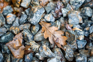 wet frozen small stones standing on the ground on which some brown autumn leaves of oak have fallen