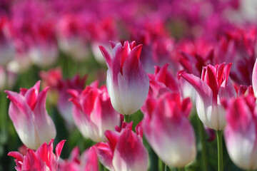 チューリップの花畑