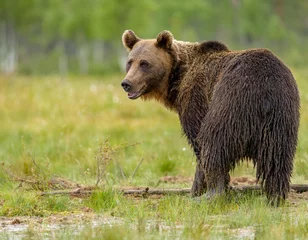 Tuinposter Image of brown bear in Finland © Ruzdi