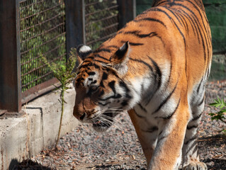 Close up full length front portrait of one young tiger standing low angle view