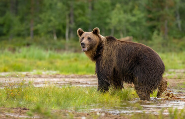 Naklejka na ściany i meble Image of brown bear in Finland
