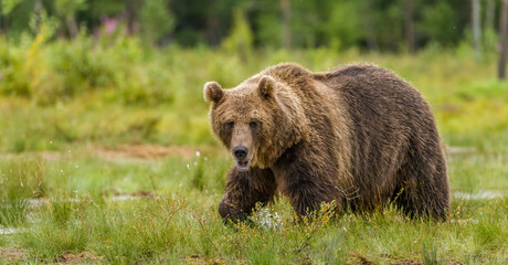 Fototapeta premium Image of brown bear in Finland